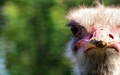 Are You an Ostrich Regarding Your Health
